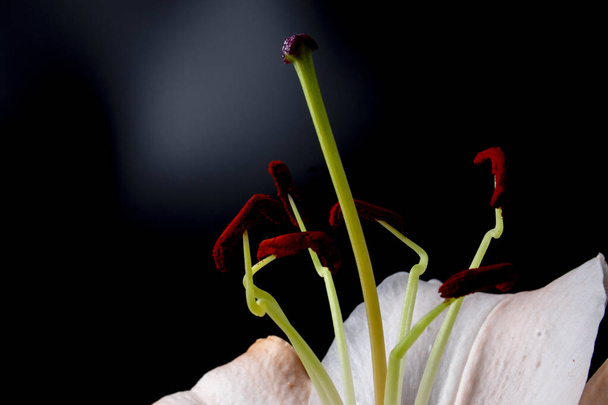 A closeup shot of lily flower on dark background - Photo, Image