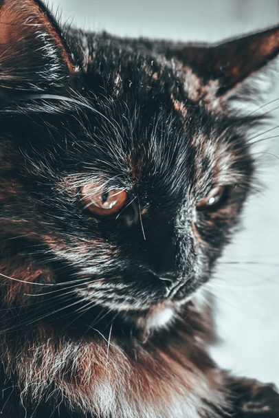 A closeup shot of a cute tortoiseshell cat with a curious look - Photo, image