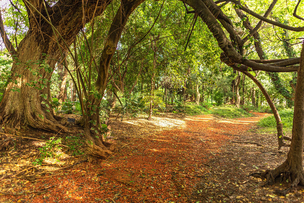 orange path with an arch formed by the branches of a tree in the middle of the forest - Photo, image