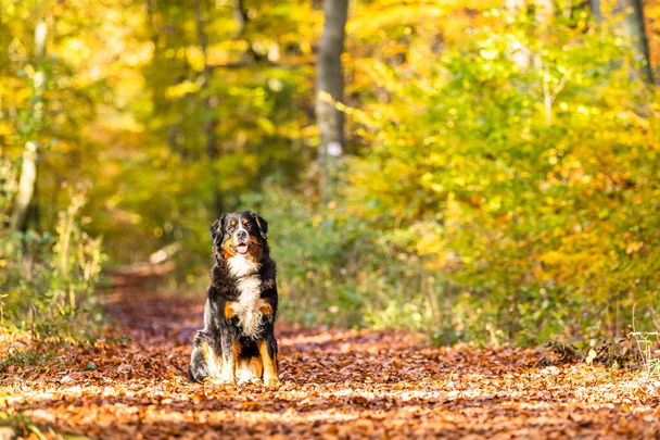 A closeup of a sweet Bernese mountain dog in an autumnal forest - Zdjęcie, obraz
