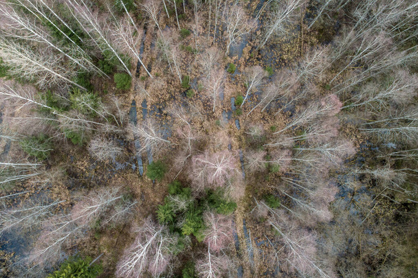 An aerial view  of a dense forest with bare autumn trees and fallen leaves on a ground - Foto, imagen