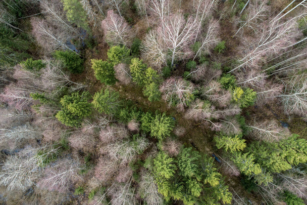 An aerial view  of a dense forest with bare deep autumn trees with a dried foliage - Foto, Imagen