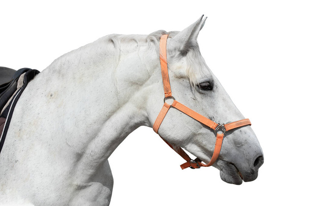 Cabeça de cavalo branca em arnês isolada sobre fundo branco - Foto, Imagem