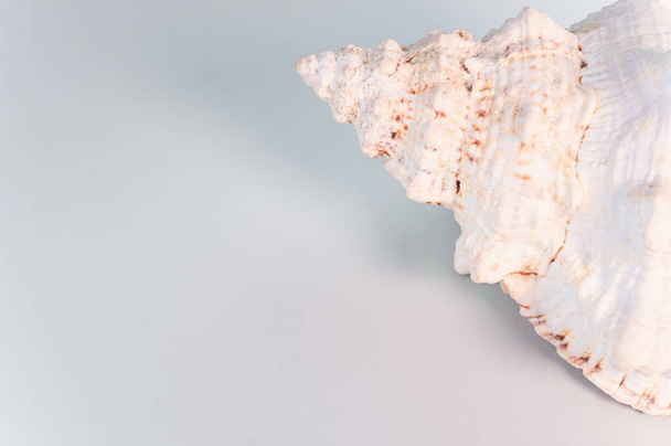 A top view of a beautiful seashell on a white surface - Fotó, kép