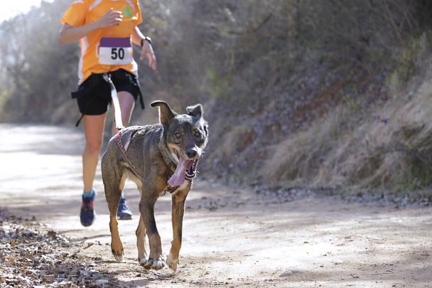Cão e mulher participando de uma corrida popular canicross - Foto, Imagem
