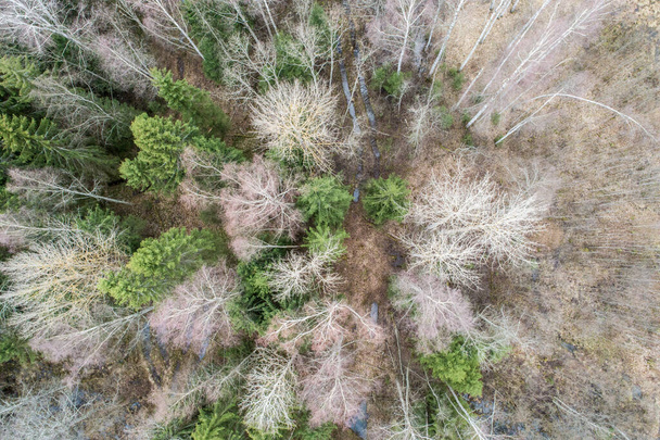 An aerial view  of a dense forest with bare deep autumn trees with a dried foliage - Foto, Imagem