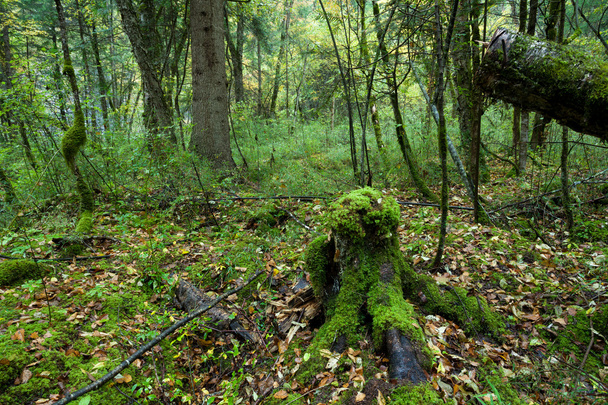 Bosques tropicales, musgo en las raíces de los árboles
 - Foto, Imagen