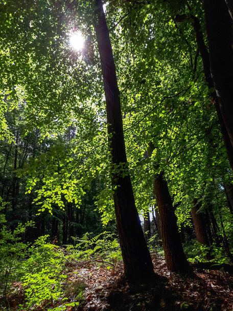 A vertical shot of sun shines trough green tree branches in the forest - Foto, Imagem