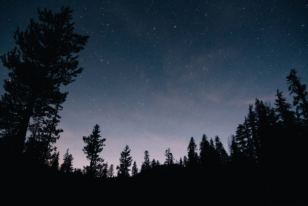 the forest and the starry sky in the night - Fotó, kép
