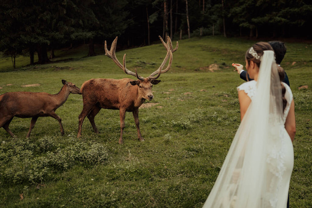 Die Braut und der Bräutigam füttern Rehe, sie treffen sich in einem Reservat bei ihrem Elopement - Foto, Bild