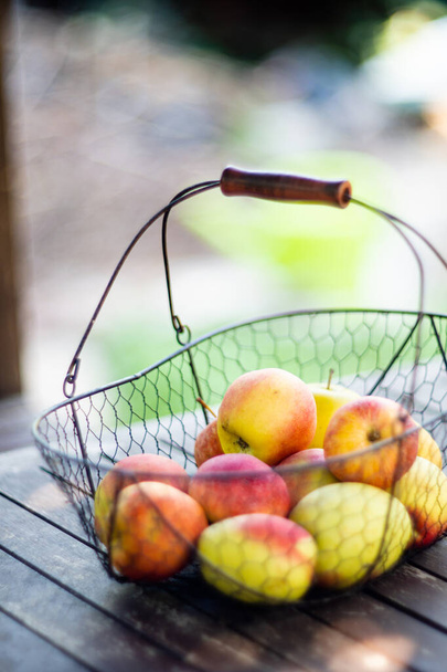 Manzanas de otoño recién cosechadas en la cesta de metal en la mesa de madera en el jardín - Foto, Imagen