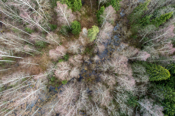 An aerial view  of a dense forest with bare autumn trees and fallen leaves on a ground - Фото, зображення