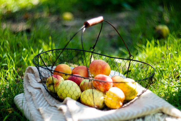 Friss bio őszi alma a fémkosárban és kényelmes meleg skót kockás a fűben a kertben - Fotó, kép