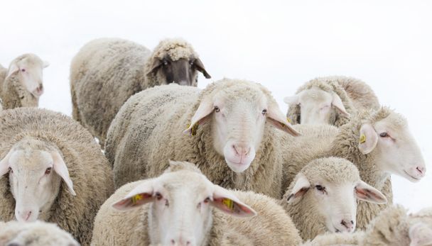 Bélier avec moutons
 - Photo, image