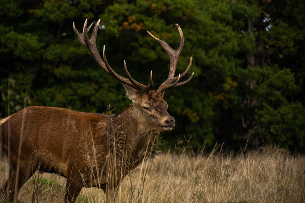Zdjęcie pięknego i silnego samca jelenia podczas sezonu rutynowego w parku Richmond w Londynie - Zdjęcie, obraz