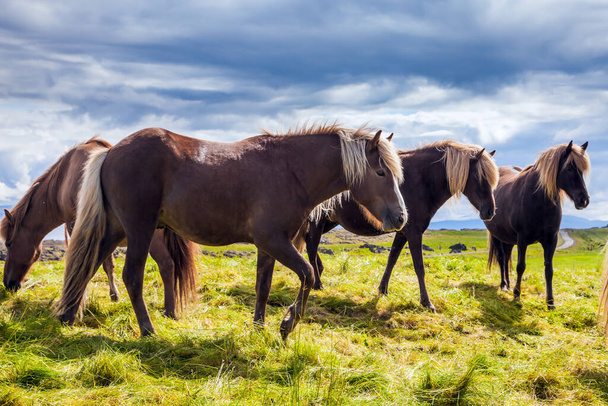 Summer in Iceland. Journey of dreams. Only one breed of horse lives in Iceland. Beautiful and well-groomed Icelandic horses on a free pasture. Green fresh tall grass in tundra - Foto, Imagem