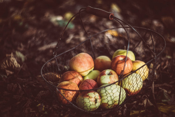 Friss organikus őszi alma a fémkosárban és kényelmes meleg skót kockás a földön a kertben - Fotó, kép