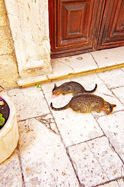 Gatos comiendo en una puerta en Marruecos, 12: 30 pm. ; 18 de Julio 2016; África - Foto, Imagen