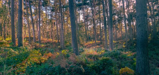 Delamere Δάσος φθινόπωρο με ηλιακούς άξονες - Φωτογραφία, εικόνα