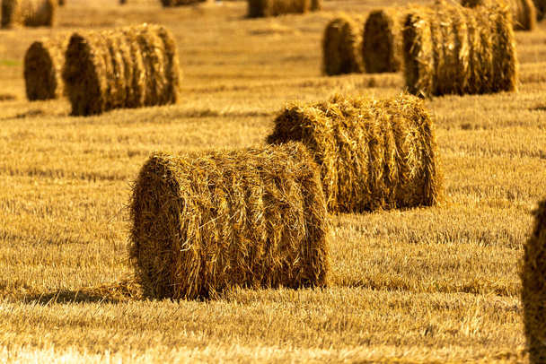 Bales of straw background with copy space. Lots of bales of straw at the agricultural field. Authentic farm series - Photo, Image