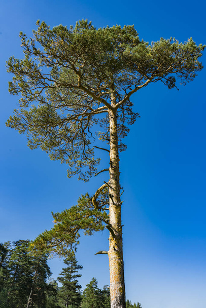 Вид на вічнозелені дерева на Златобор гори в Сербії. - Фото, зображення