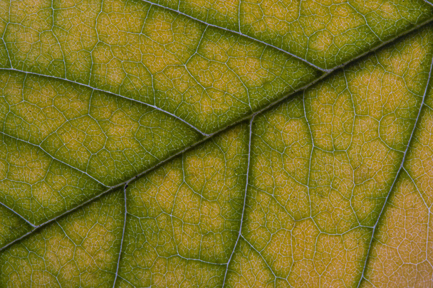 Leaf texture. - Photo, Image