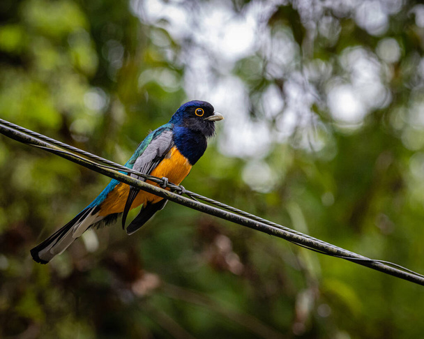 A  colorful, curious, and big-eyed bird perched on a wire - Photo, Image
