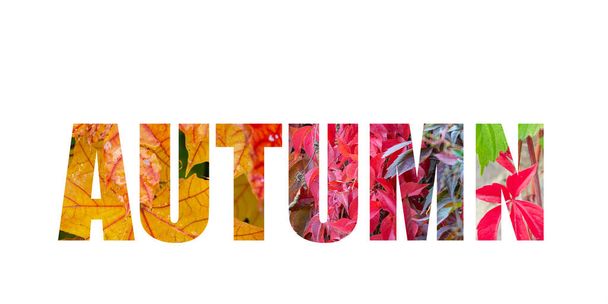 Banner con letras de texto en negrita diciendo otoño en diferentes colores con plantas reales en esta temporada detrás en fondo blanco - Foto, imagen
