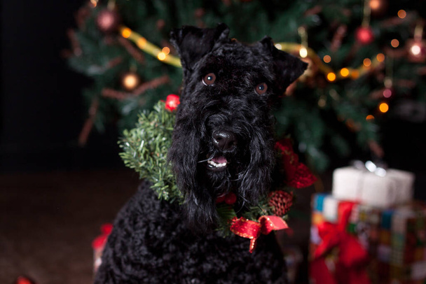 Irish blue terrier with a christmas wreath around his neck. Pet animals. Traditional holidays. - Φωτογραφία, εικόνα