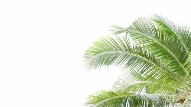 Playa tropical palmera hojas de coco sobre fondo blanco, hojas de palma balanceándose en el viento. - Imágenes, Vídeo