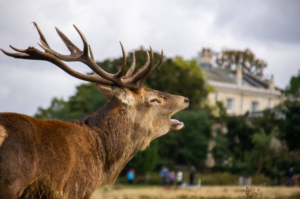Foto di un bellissimo e forte cervo maschio durante la stagione degli scatti nella natura nel parco Richmond, Londra - Foto, immagini