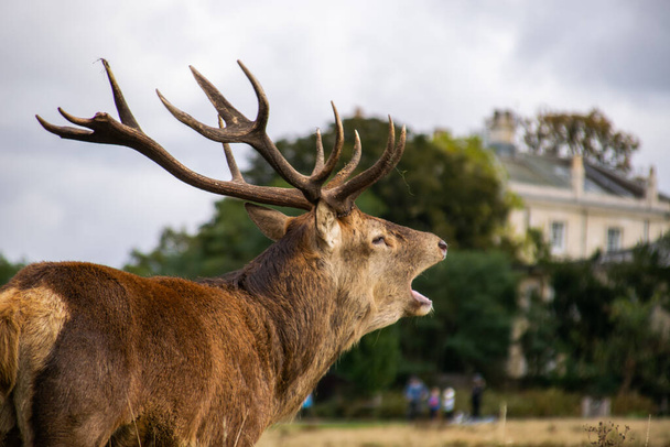 Foto di un bellissimo e forte cervo maschio durante la stagione degli scatti nella natura nel parco Richmond, Londra - Foto, immagini