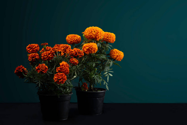 Fiori di cempaschil in vaso o fiori messicani tradizionali delle festività Dia de Muertos - Foto, immagini