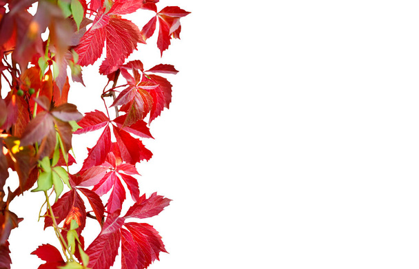 Decoração de outono, folhas coloridas isoladas em branco. Foto de alta qualidade - Foto, Imagem
