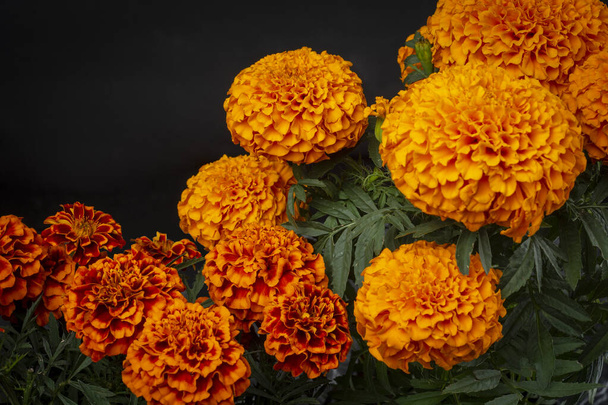 Cempaschil flowers, or traditional Mexican flowers of the Dia de Muertos festivities - Photo, Image