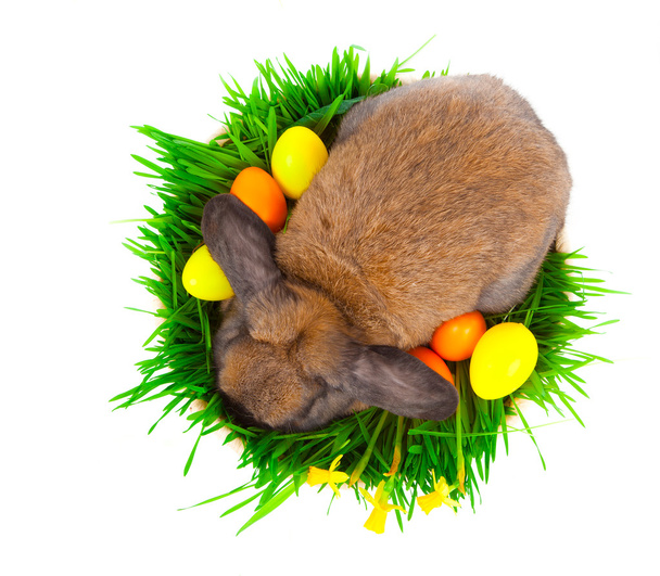 Rabbit in a basket with Easter eggs, on a white background - Fotoğraf, Görsel
