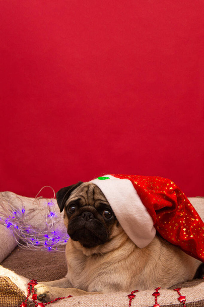 christmas pug dog with garland and hat santa claus in bed on christmas holidays with copy space - Foto, imagen