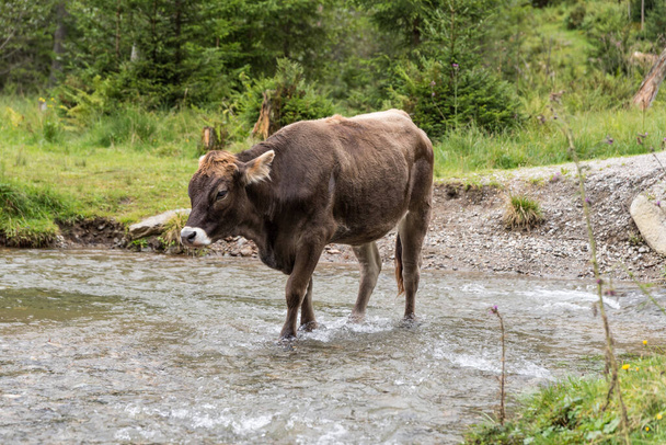 brązowa krowa przechodzi przez strumień - bydło, dobrostan zwierząt - Zdjęcie, obraz