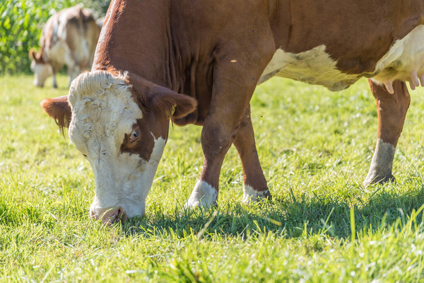 Le vacche da latte mangiano erba fresca al pascolo - Foto, immagini