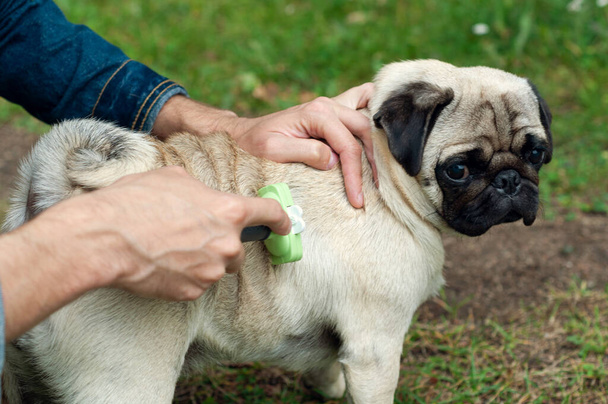 Person combs pug dog with a metal grooming comb. seasonal molting of pets and removal of excess undercoat by the owner - Foto, afbeelding
