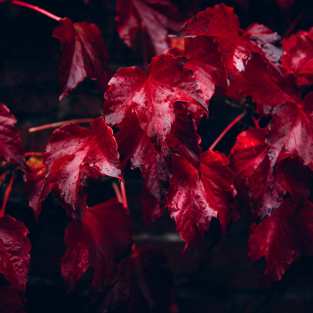 Ivy yaprakları, sonbahar arka plan konsepti - Fotoğraf, Görsel