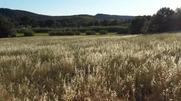 low altitude flight over a wheat field with vineyards and forest in background - Footage, Video