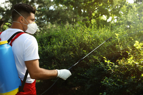 Worker spraying pesticide onto green bush outdoors. Pest control - Valokuva, kuva