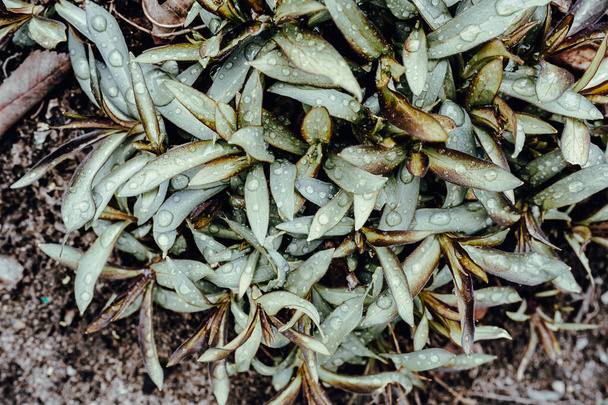 Folhas molhadas de uma fábrica verde. Grandes gotas em uma planta que cresce do chão no jardim. Depois de vegetação chuva - Foto, Imagem
