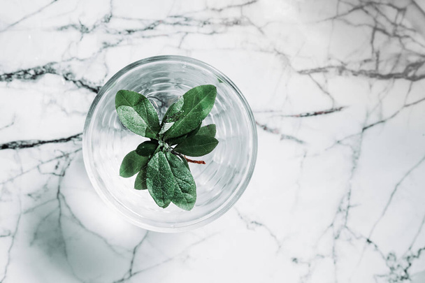 transparent glass of water with greenery on the marble surface. - Фото, изображение