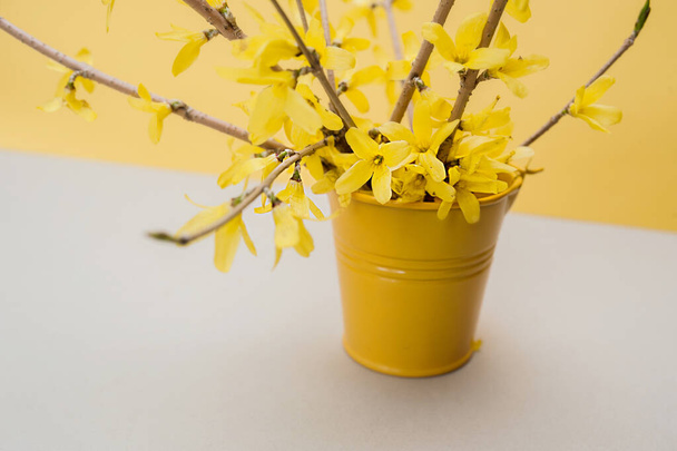 secchio di metallo giallo piccolo per la decorazione con un mazzo di fiori gialli primavera forsythia su uno sfondo giallo pulito - Foto, immagini