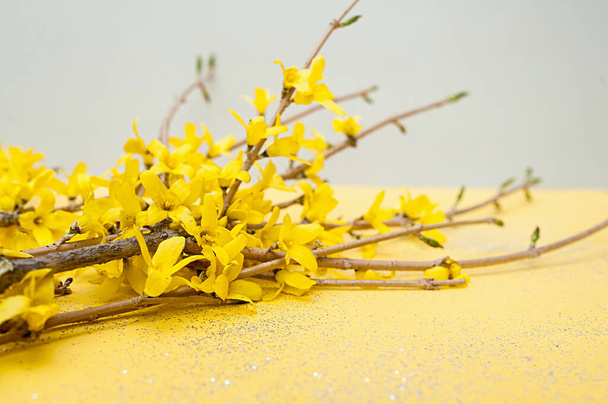 branches of a blooming spring forsythia tree on a soft pastel and yellow background - Photo, Image