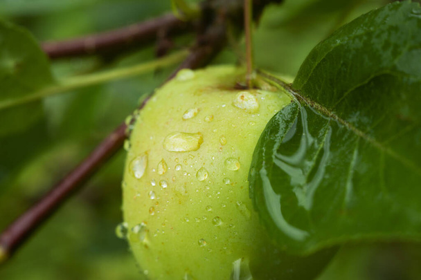 Ωρίμασε πράσινο μήλο σε σταγονίδια νερού σε κλαδί μηλιάς με πράσινα φύλλα, συγκομιδή μήλου - Φωτογραφία, εικόνα