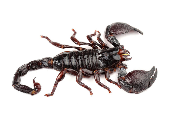 Empereur Scorpion (Pandinus imperator) isolé sur blanc
 - Photo, image