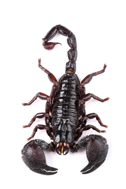 Emperor Scorpion (Pandinus imperator) isolated on white - Photo, Image